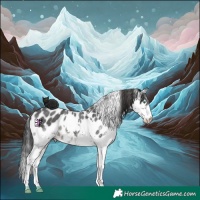 Horse Color:Black Sabino Splash Skewed Appaloosa