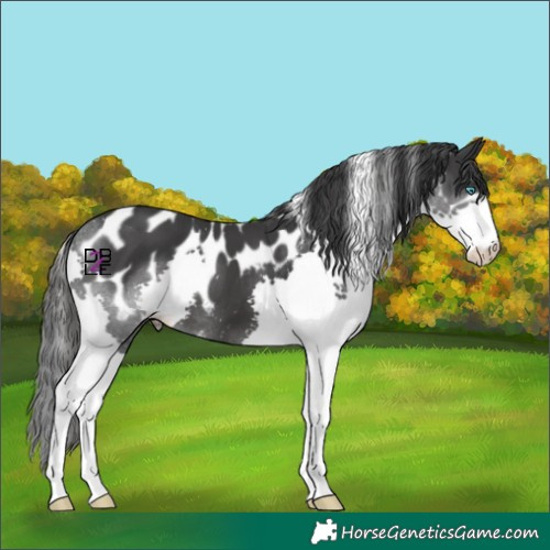 Horse Color:Black Splash Skewed Appaloosa 