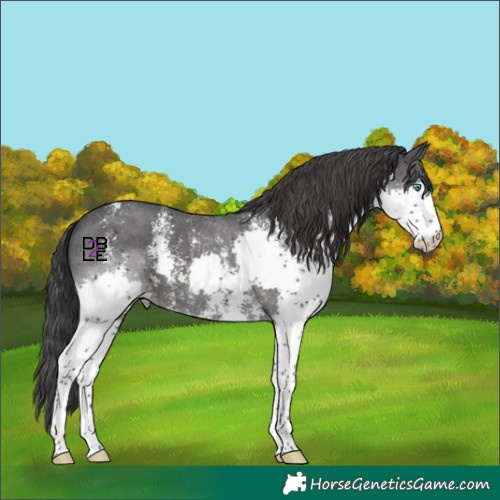 Horse Color:Black Sabino Splash Skewed Appaloosa 