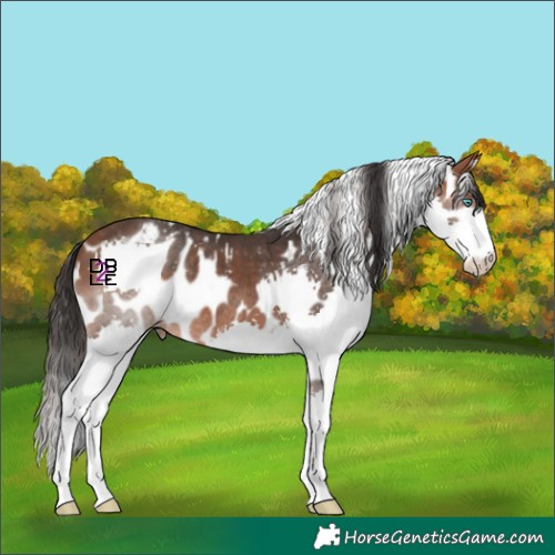 Horse Color:Bay Splash Skewed Appaloosa
