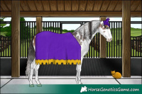 Horse Color:Bay Splash Skewed Appaloosa 