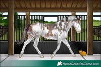 Horse Color:Bay Splash Skewed LP Spotted