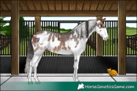 Horse Color:Bay Splash Skewed LP Spotted