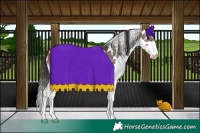 Horse Color:Bay Splash Skewed Appaloosa
