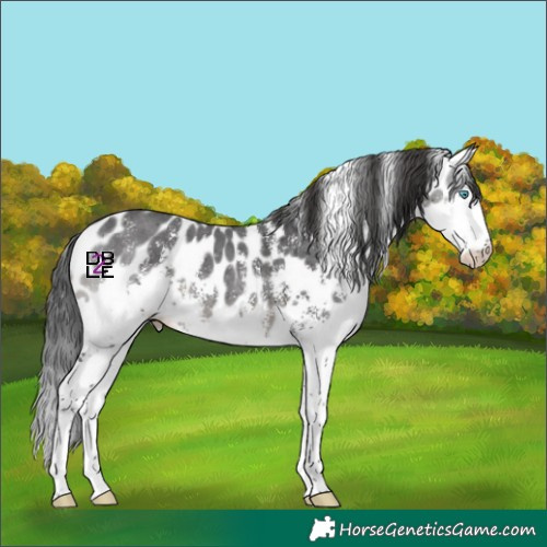 Horse Color:Black Sabino Splash Skewed Appaloosa 