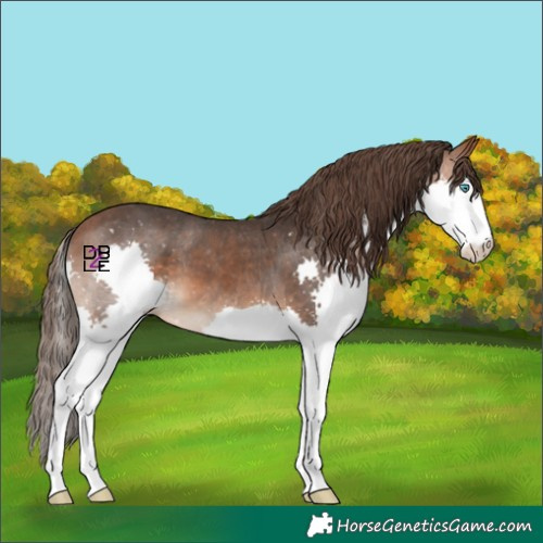Horse Color:Bay Splash Skewed Appaloosa 