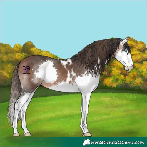Horse Color:Bay Splash Skewed Appaloosa 