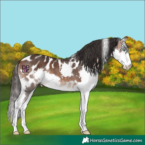 Horse Color:Bay Splash Skewed Appaloosa 
