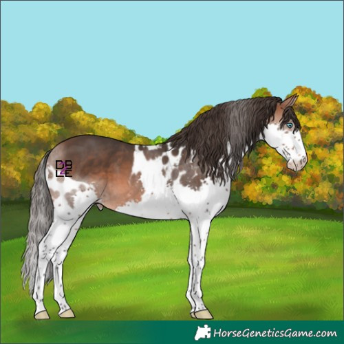 Horse Color:Bay Splash Skewed Appaloosa 
