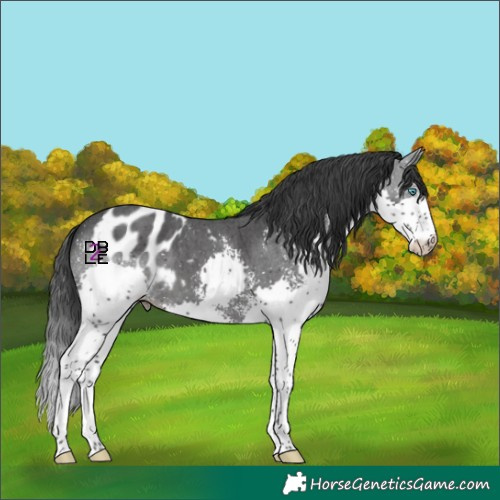 Horse Color:Black Sabino Splash Skewed Appaloosa 