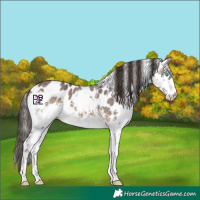 Horse Color:Bay Sabino Splash Skewed LP Spotted