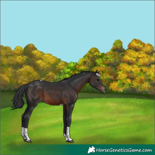 Horse Color:Brown Tobiano 