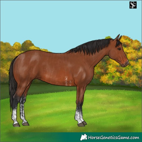 Horse Color:Bay Sabino Rabicano and Bay Sabino Rabicano