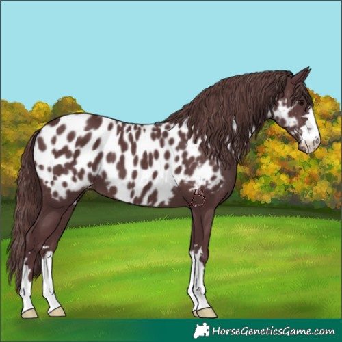 Horse Color:Chocolate Black Appaloosa 