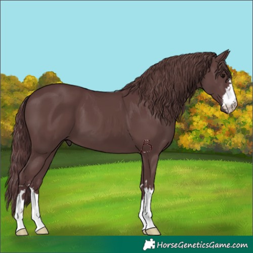 Horse Color:Chocolate Black 