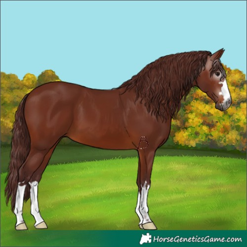 Horse Color:Gray Chocolate Bay 