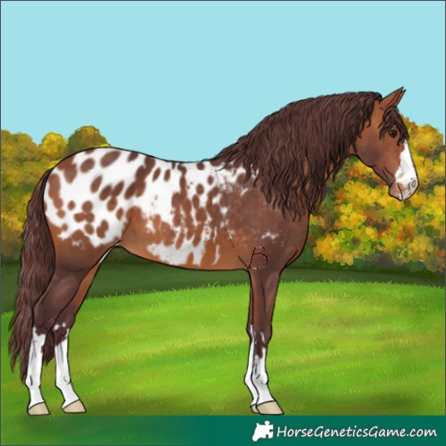 Horse Color:Chocolate Bay Appaloosa 