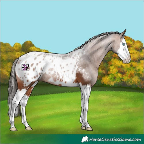 Horse Color:Bay Splash Appaloosa 