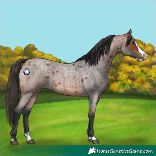 Horse Color:Bay Roan Splash 