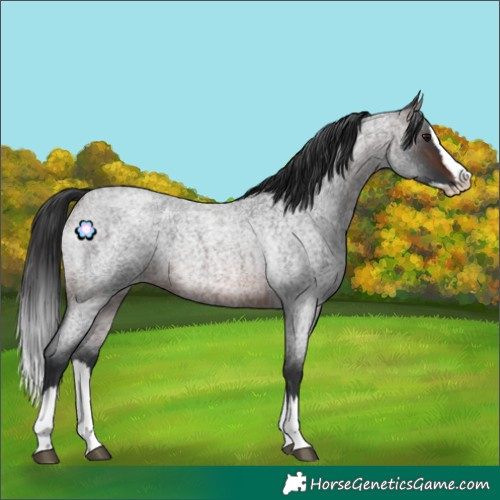 Horse Color:Brown Roan Splash 