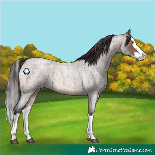 Horse Color:Bay Roan Splash