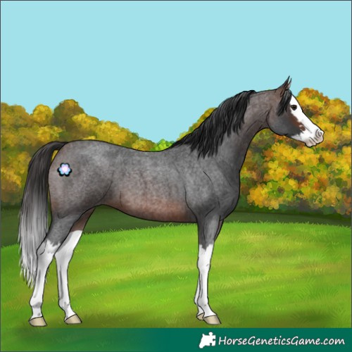 Horse Color:Brown Roan Splash 