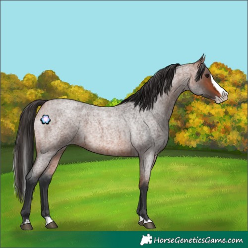 Horse Color:Bay Roan Splash 
