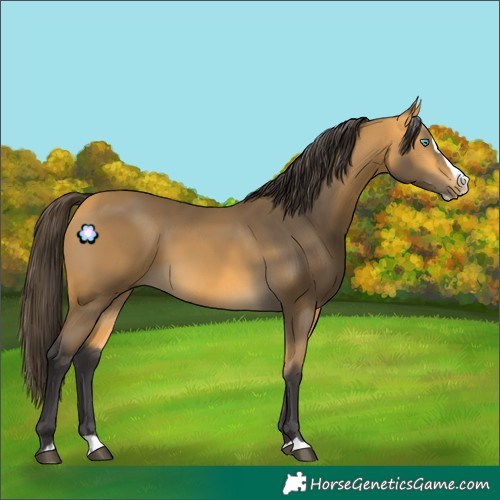Horse Color:Buckskin Splash