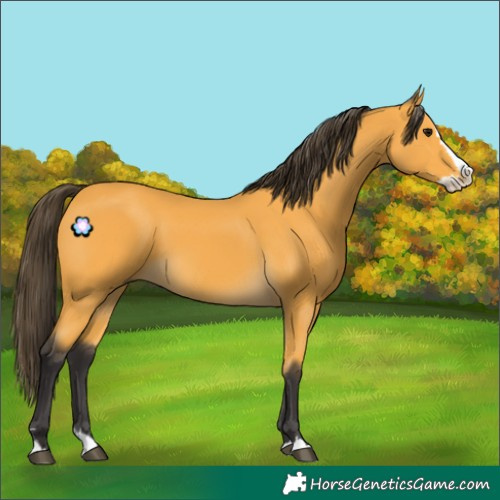 Horse Color:Buckskin Splash