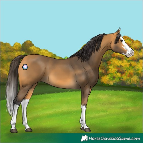Horse Color:Buckskin Splash