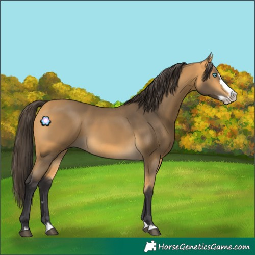 Horse Color:Buckskin Splash