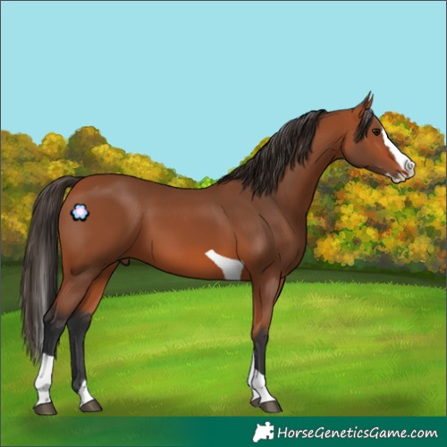Horse Color:Bay Splash Tobiano