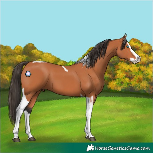 Horse Color:Bay Splash Tobiano
