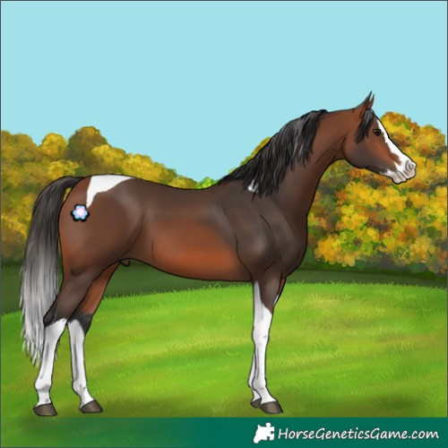 Horse Color:Bay Splash Tobiano 