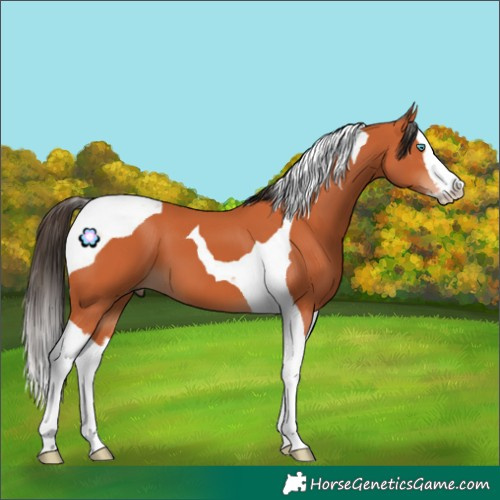 Horse Color:Bay Splash Tobiano 