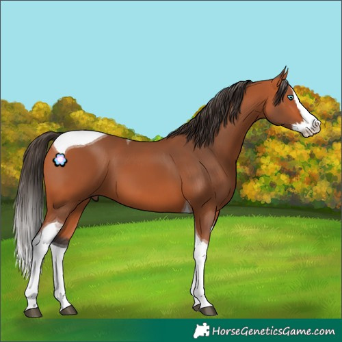 Horse Color:Bay Splash Tobiano 