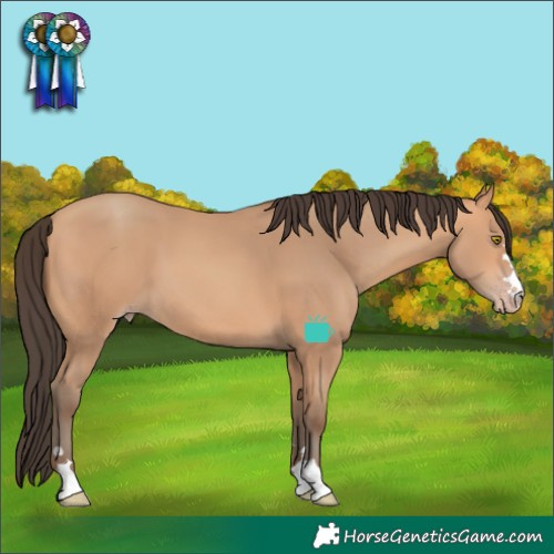 Horse Color:Amber Champagne 