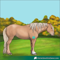Horse Color:Gold Champagne 