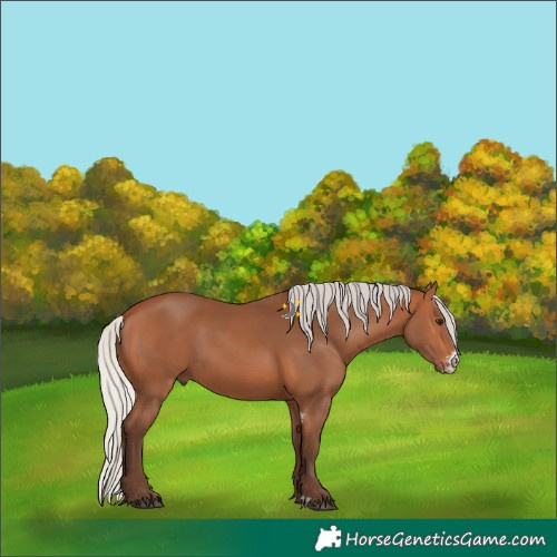 Horse Color:Silver Bay Sabino