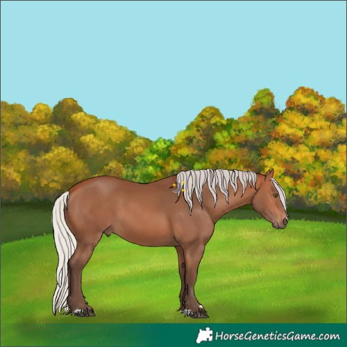 Horse Color:Silver Bay 