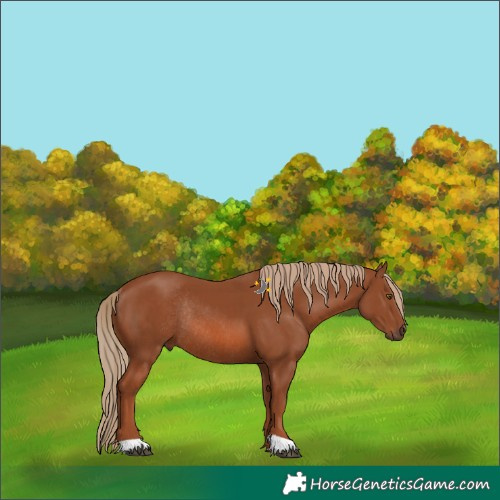 Horse Color:Chestnut Rabicano 