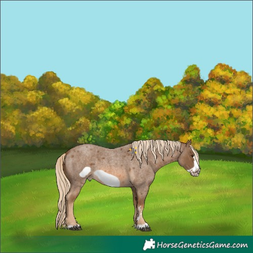 Horse Color:Chocolate Palomino Roan Frame