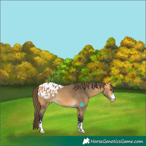 Horse Color:Buckskin Appaloosa 