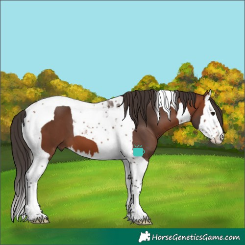 Horse Color:Bay Splash Tobiano