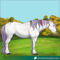 Horse Color:Painted White Spotted Bay Ice Onyx Blanket