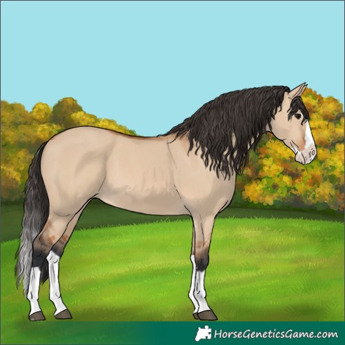 Horse Color:Bay Dun Splash 
