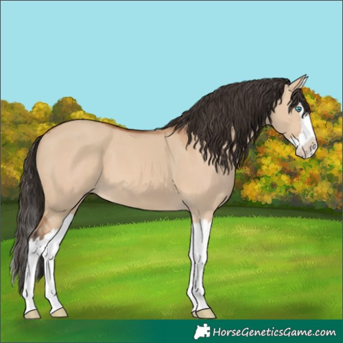 Horse Color:Bay Dun Splash 