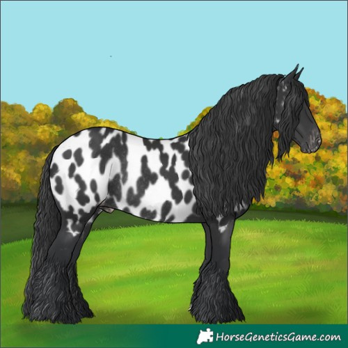 Horse Color:Black Near Leopard Rabicano 
