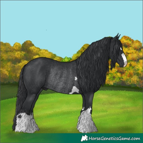 Horse Color:Black Rabicano 