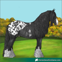 Horse Color:Black Blanket Rabicano 